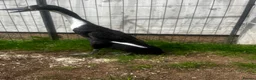 Mixed Breed poultry for sale: Runner Ducks and Bantams - Advert 4