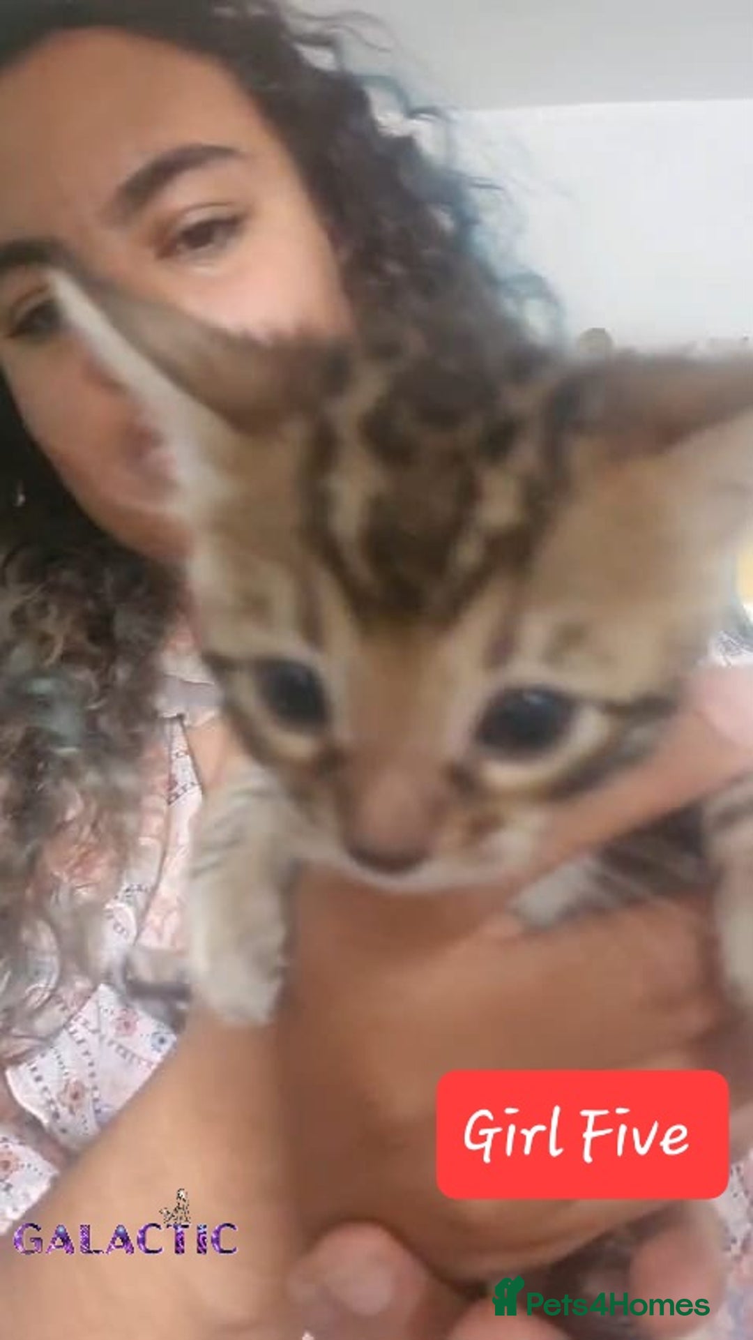 Bengal cats for sale: Beautiful Bengal Kittens  in Sutton - Image 22