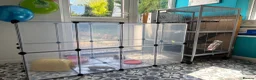 Rat rodents for sale: Two female fancy rats and their whole setup  - Advert 5