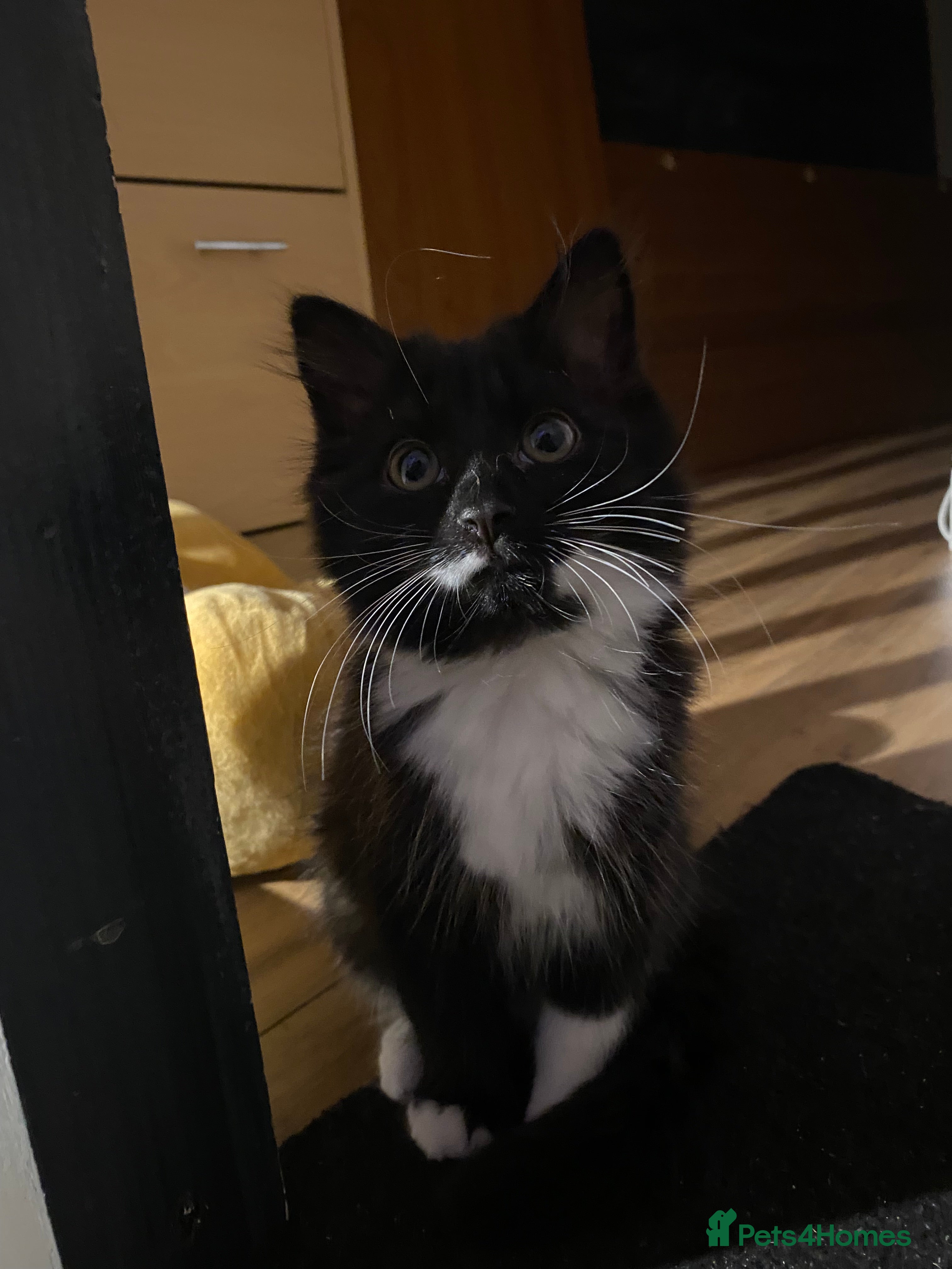 Mixed Breed cats for sale: Tuxedo kittens looking for their forever homes  - Advert 2