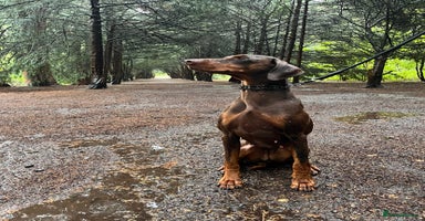 Dobermann dogs - Advert 2