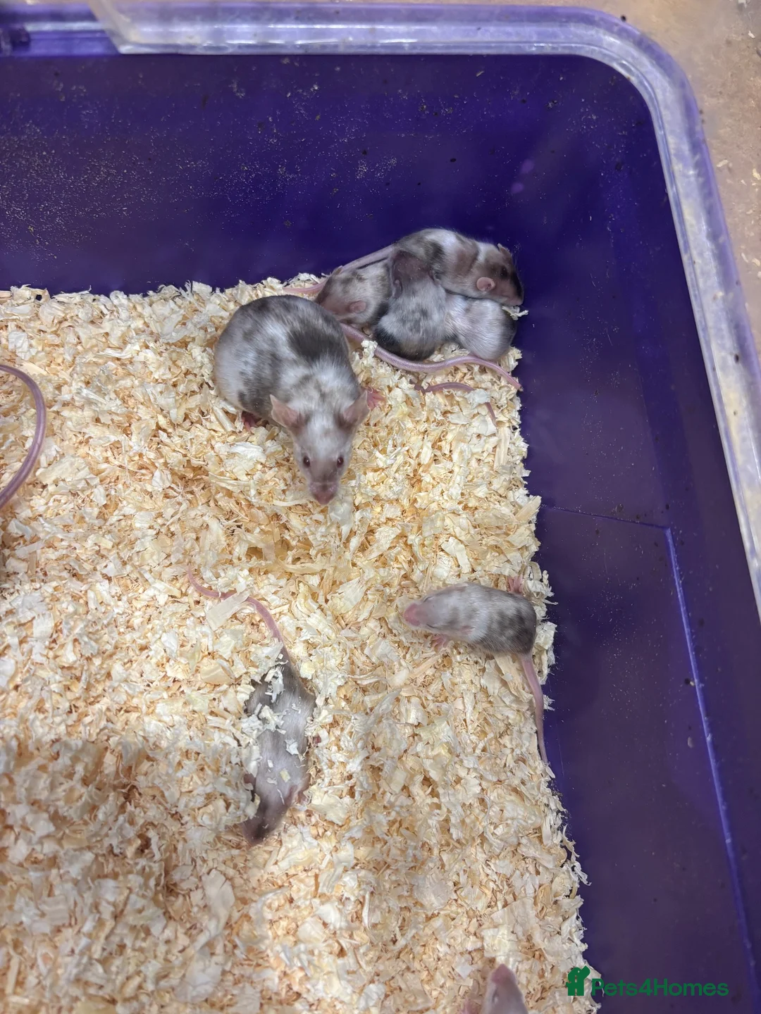 Mouse rodents for sale: Male and female fancy mice  - Advert 2