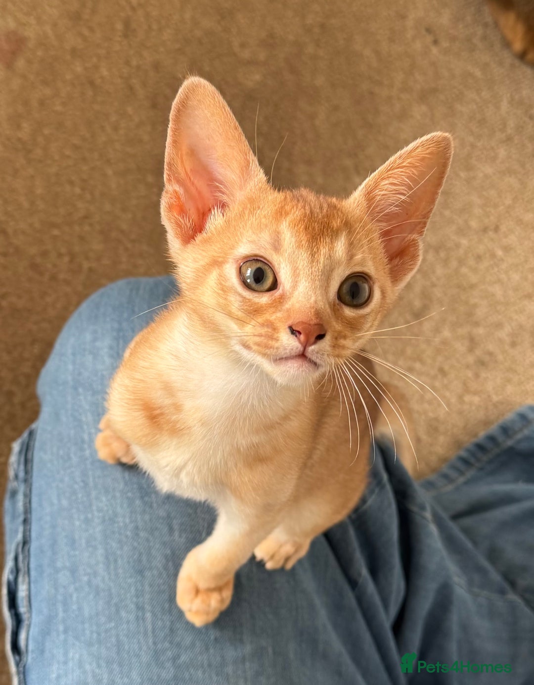 Abyssinian cats for sale: Fawn Abyssinian Kitten 🌟 in Hove - Image 16