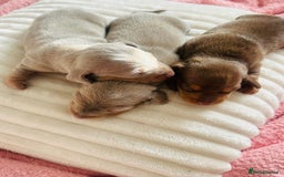 Miniature Dachshund dogs for sale: Beautiful litter of KC reg miniature dachunds  - Image 12
