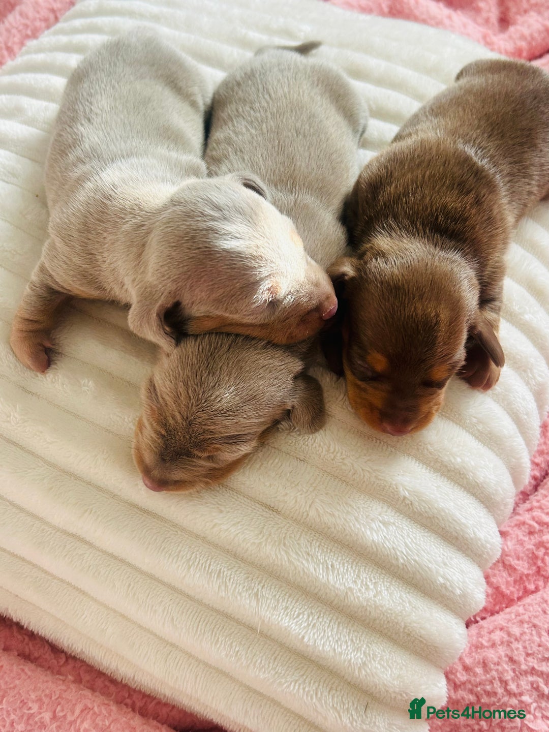 Miniature Dachshund dogs for sale: Beautiful litter of KC reg miniature dachunds  - Image 12
