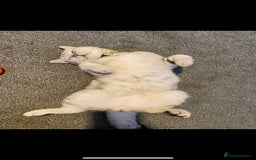British Shorthair cats for sale: British Shorthhair Kittens  - Image 9