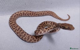 Python Snake reptiles for sale: Children's Pythons  - Image 2