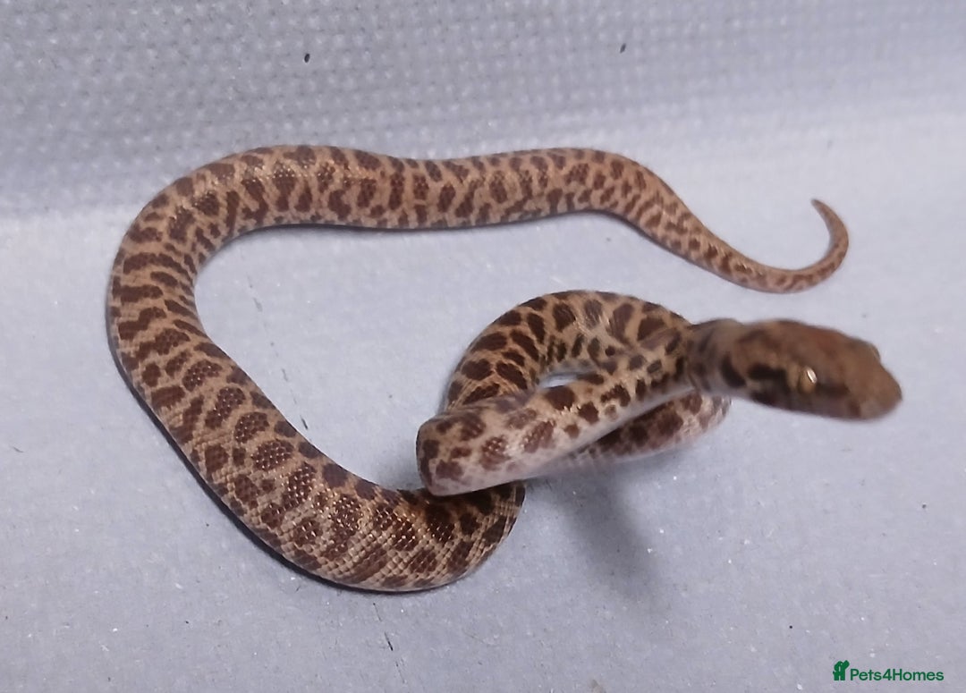 Python Snake reptiles for sale: Children's Pythons  - Image 2