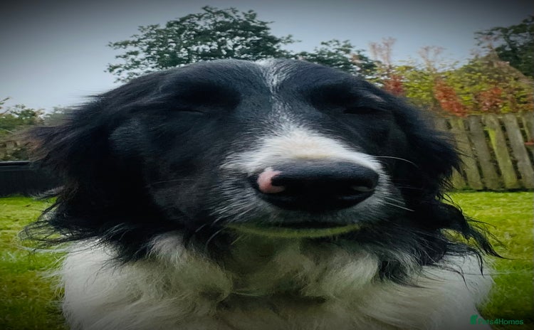 Border Collie dogs - Advert 16