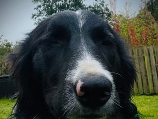 Border Collie dogs - Advert 23