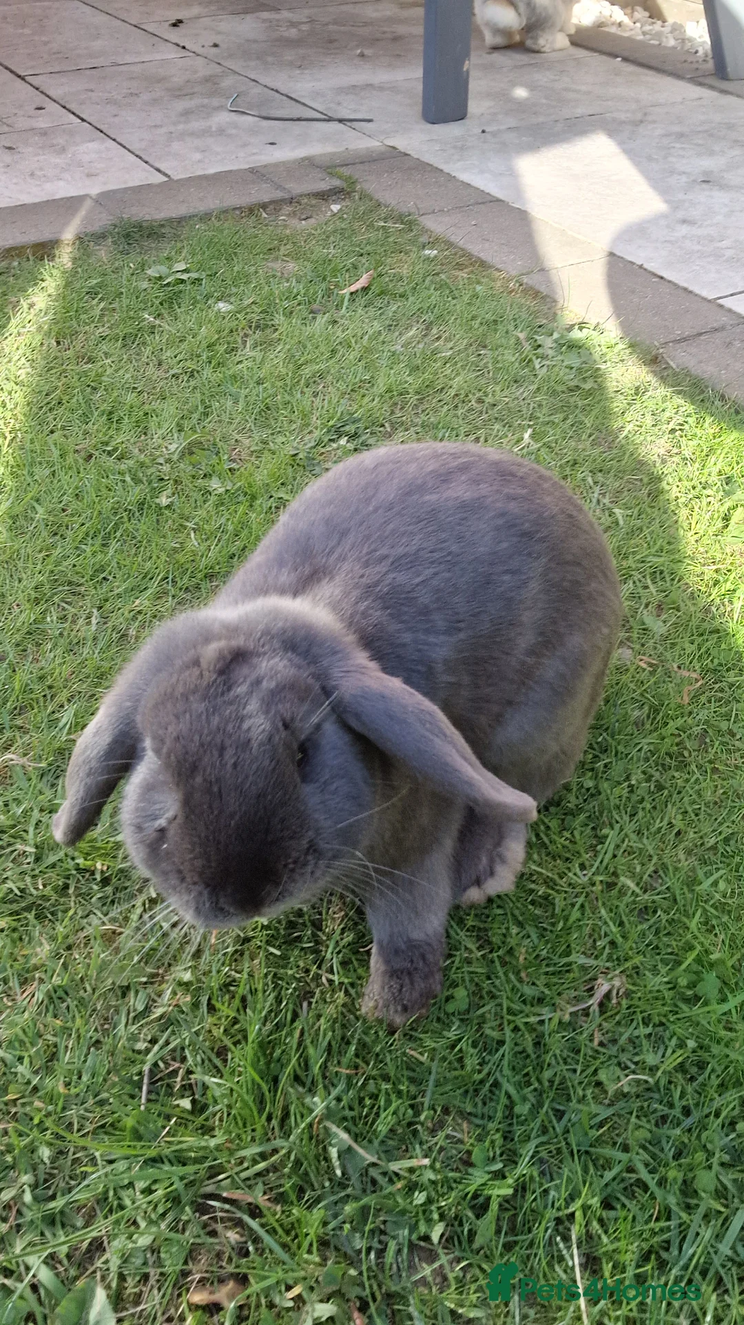 Mini Lop rabbits for sale: Hay hay & Hoppity in Cleethorpes - Advert 1