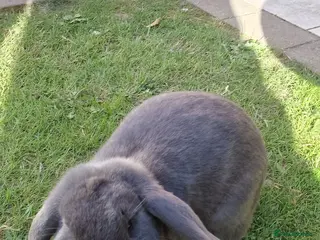 Mini Lop rabbits Hay hay & Hoppity - Advert 1