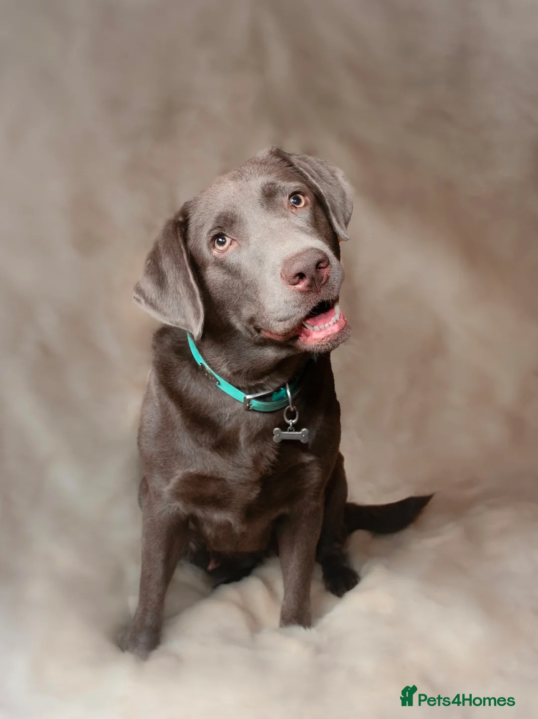 Labrador Retriever dogs for sale: Stunning pure pedigree silver labrador puppies - Advert 5