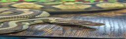 Python Snake reptiles for sale: Pastel enchi female  - Advert 5