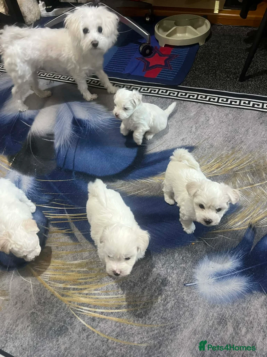 Maltese dogs for sale: Bichon Maltese toys  - Advert 5