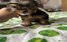 Yorkshire Terrier dogs for sale: 6 lovely Yorkshire puppies  - Image 8