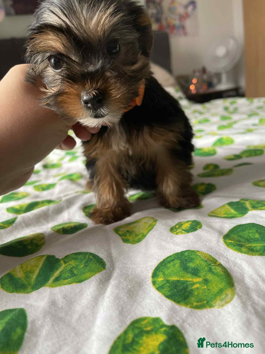 Yorkshire Terrier dogs for sale: 6 lovely Yorkshire puppies  - Image 8