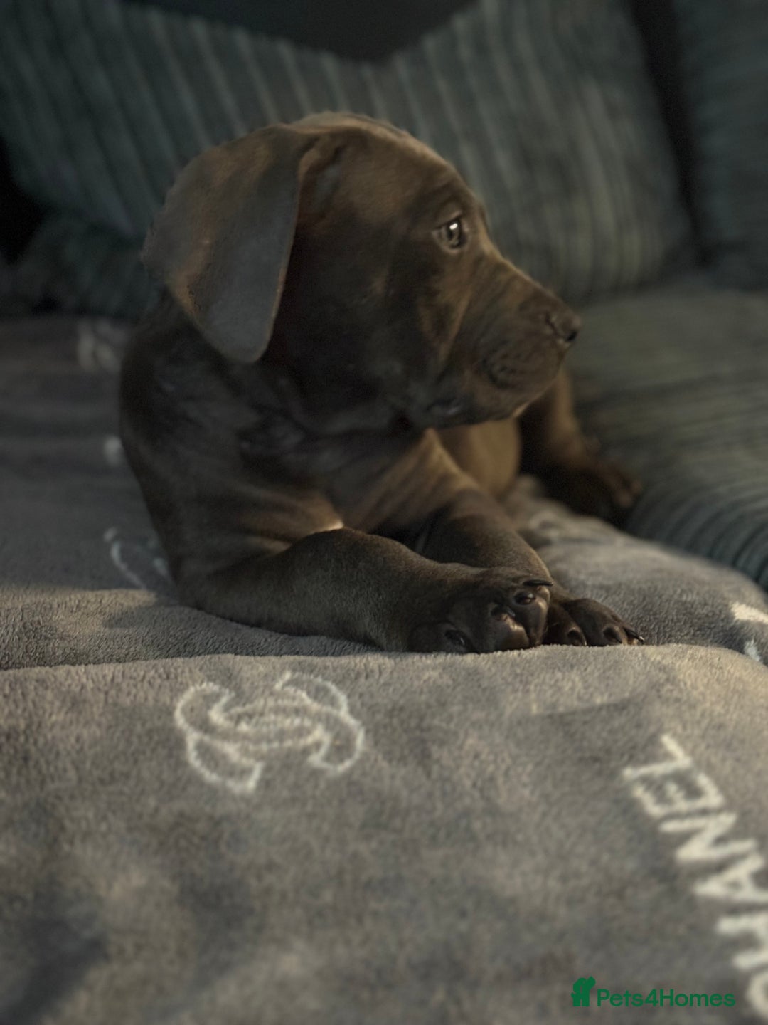Cane Corso dogs for sale: Cane corso puppy  - Image 2