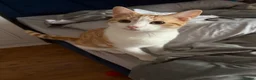 Mixed Breed cats for sale: Male cat  - Advert 2
