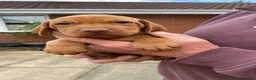 Hungarian Vizsla dogs for sale: KC Reg HV Pups, COI 1.3% ,Hip Scored For Sale - Advert 4