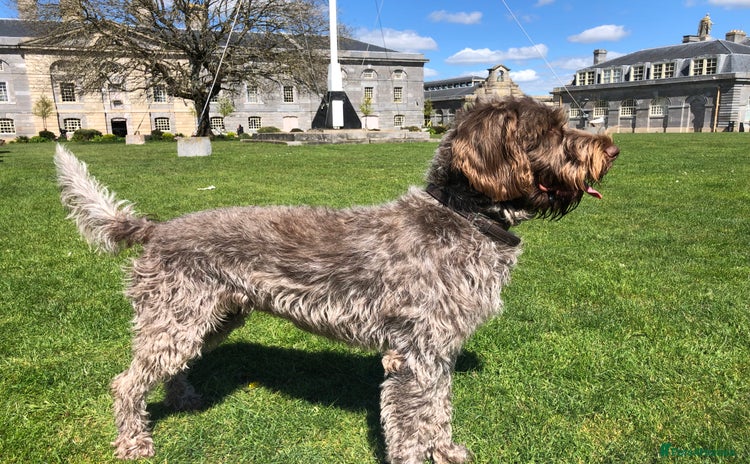 German Wirehaired Pointer dogs - Advert 1