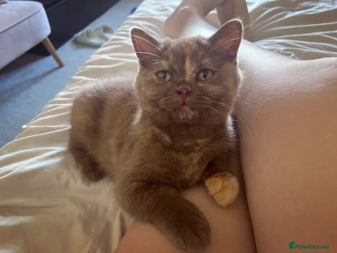 British Shorthair cats for sale: Cinnamon tortie British long hair female - Advert 3