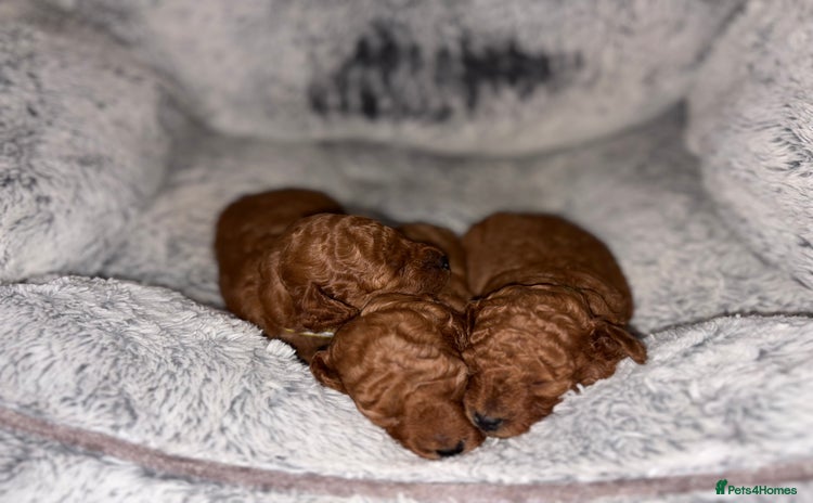 Cockapoo dogs - Advert 5