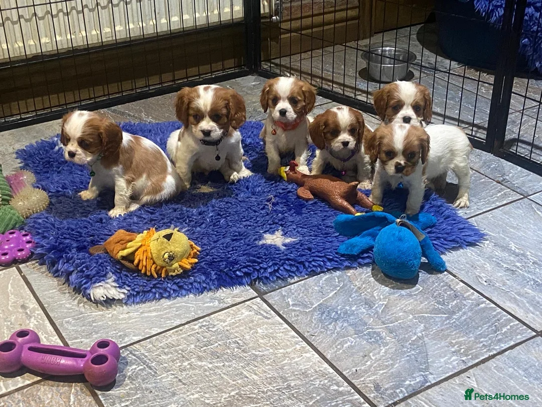 Cavalier King Charles Spaniel dogs for sale: Pedigree Cavalier King Charles puppies - Advert 1