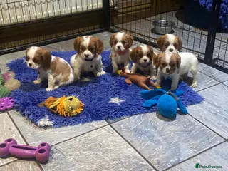 Cavalier King Charles Spaniel dogs Pedigree Cavalier King Charles puppies - Advert 3