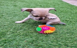 Chihuahua dogs for sale: 5 chihuahua  - Image 8