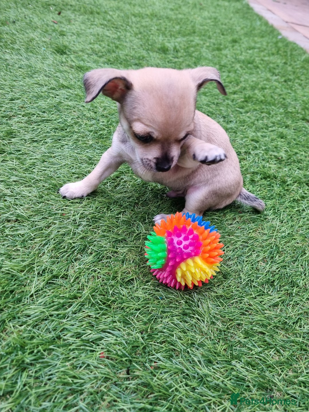 Chihuahua dogs for sale: 5 chihuahua  - Image 8
