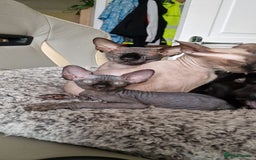 Sphynx cats for sale: Mixed selection Sphynx kittens. - Image 18