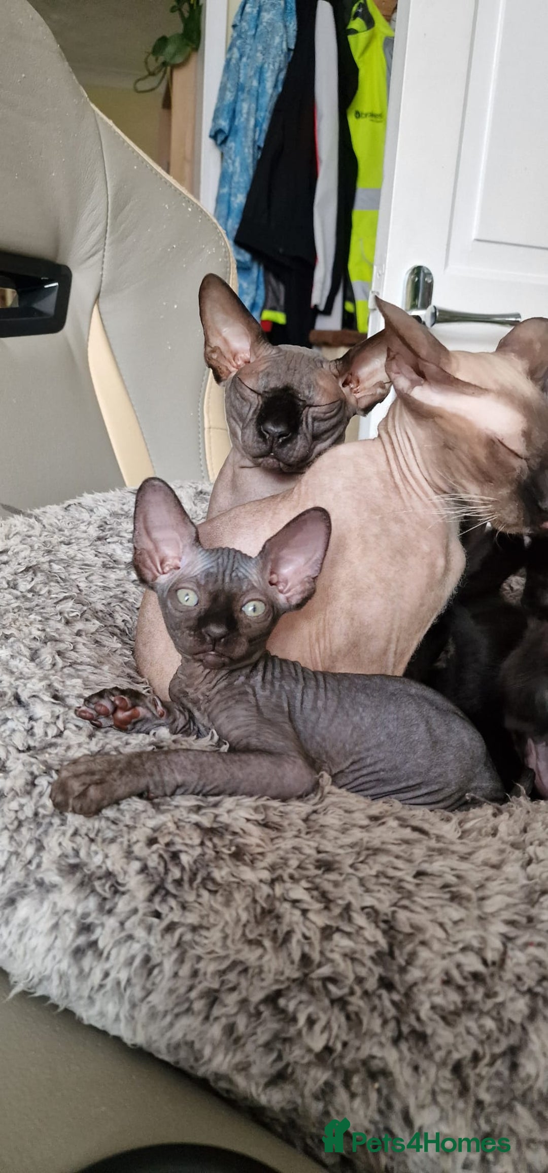 Sphynx cats for sale: Mixed selection Sphynx kittens. - Image 18