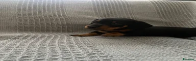 Miniature Dachshund 1
