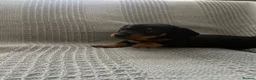 Miniature Dachshund dogs for sale: Beautiful Black and Tan miniature dachshund  - Advert 15