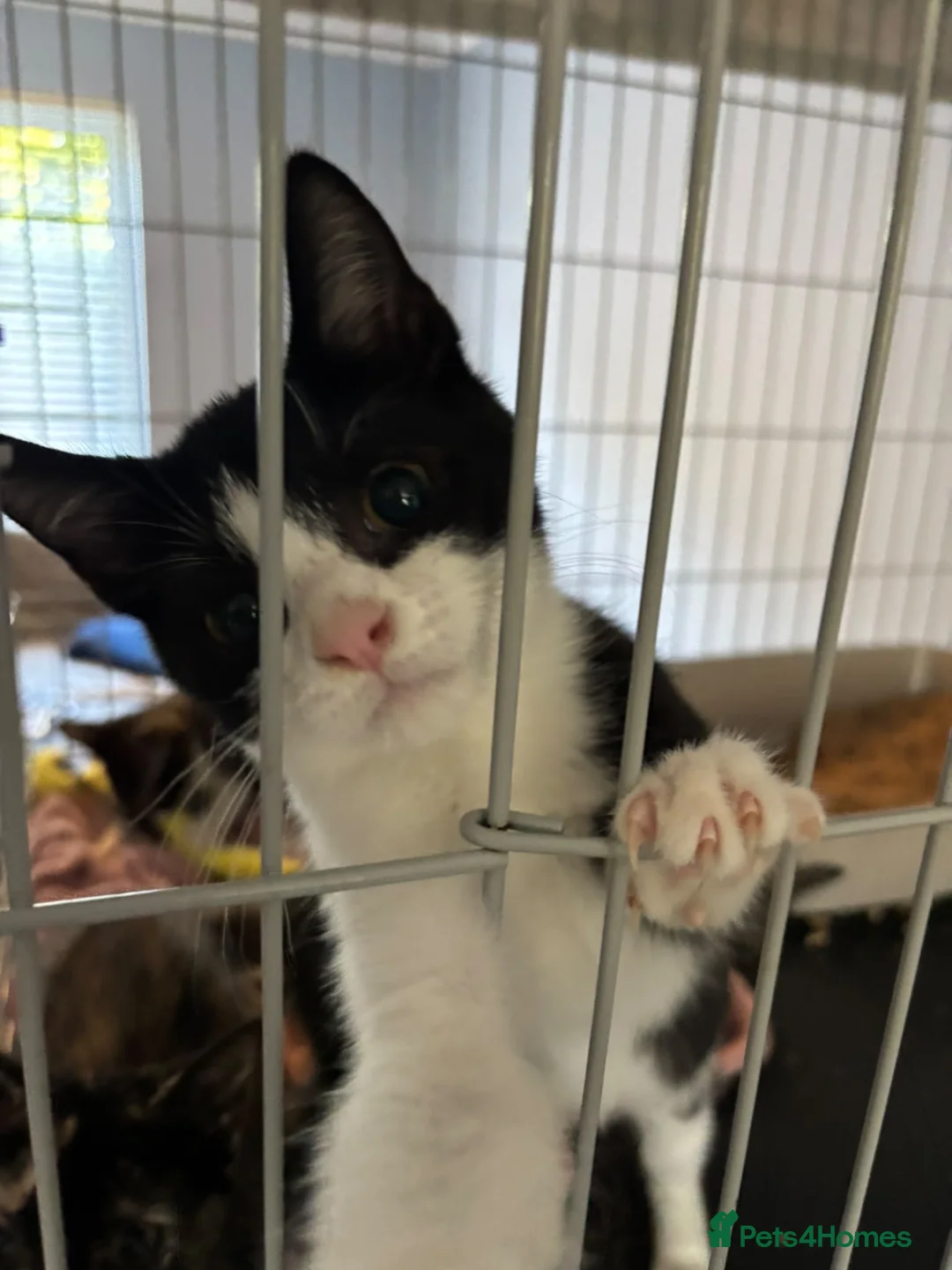 Domestic Shorthair cats for adoption: Adorable Kittens - Adopt Cats in Crisis East Ldn - Advert 2