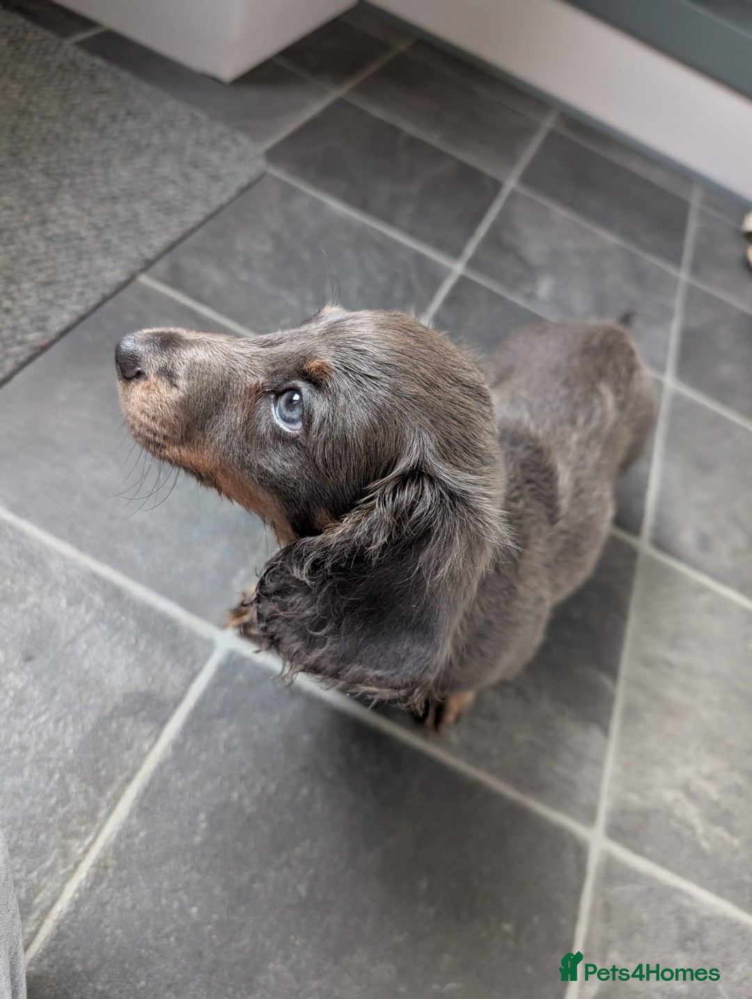 Miniature Dachshund dogs for sale: Miniature Dachshund Puppies  - Image 5