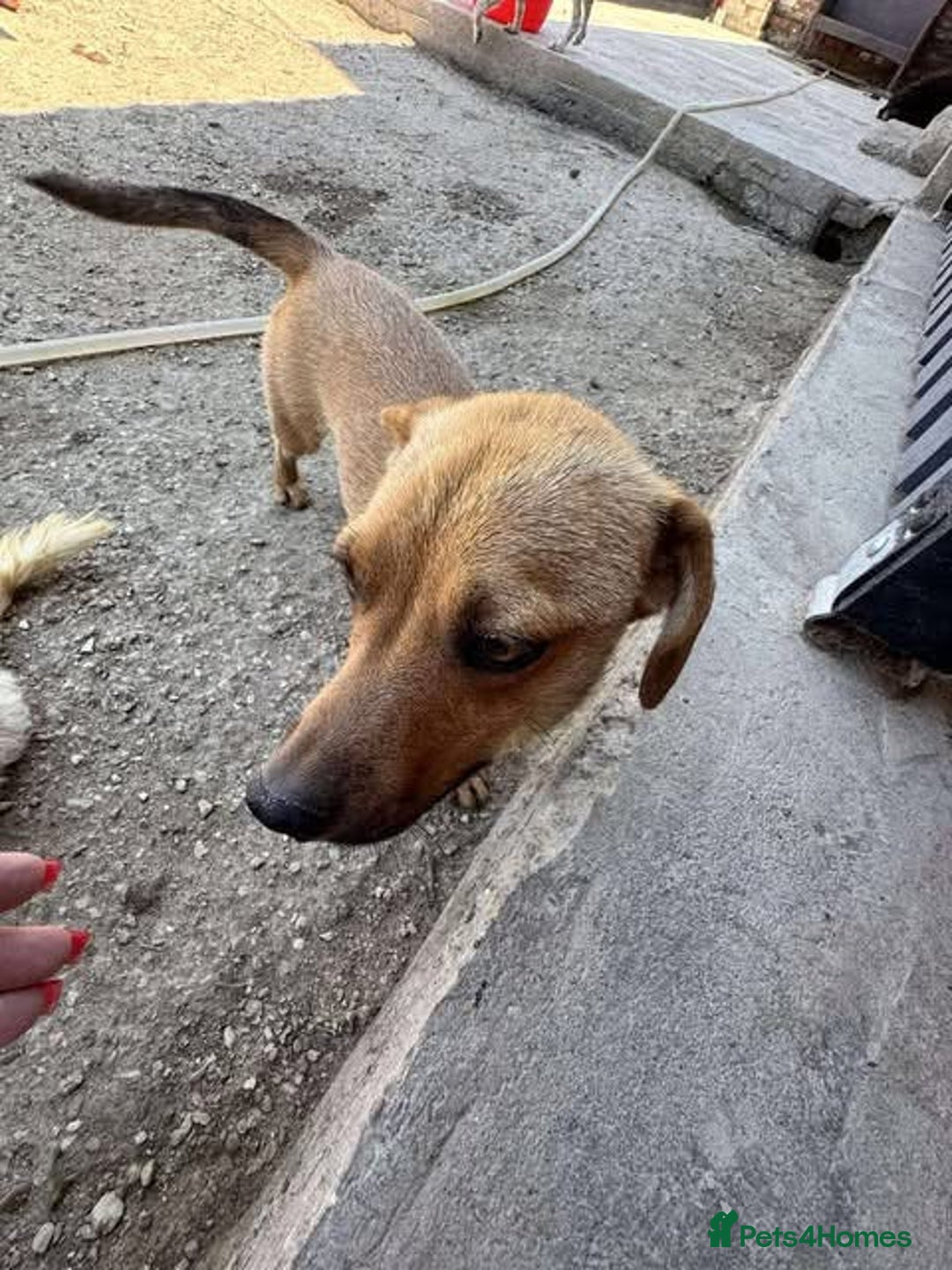 Mixed Breed dogs for adoption: Rescue boy Ethan is looking for his forever home - Advert 18