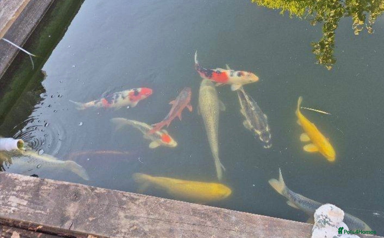 Koi Carp fish Koi carp - Advert 1