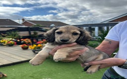 Miniature Dachshund dogs for sale: Reduced, mini L/H £1300 - Image 16