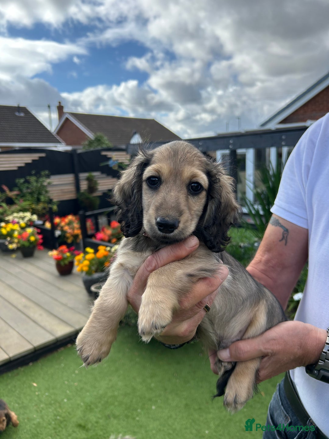 Miniature Dachshund dogs for sale: Reduced, mini L/H £1300 - Image 16
