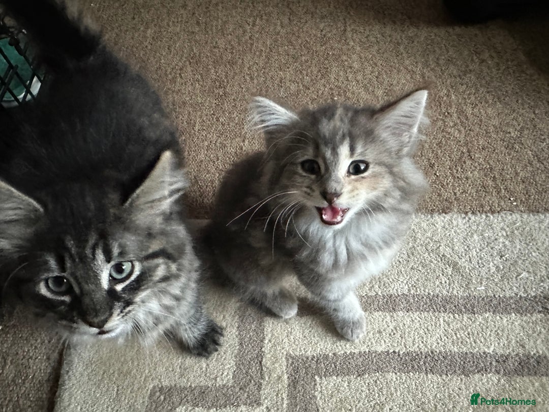 Norwegian Forest Cat cats for sale: Half Norwegian Forest Kittens  - Image 6