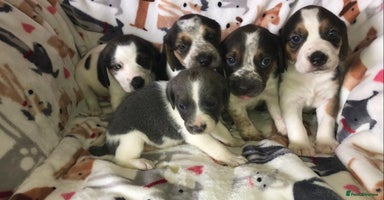 Beagle dogs - Advert 7