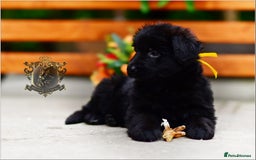 German Shepherd dogs for sale: BLACK LONGHAIRED GSD PUPPIES KC REGISTERED in Manchester - Image 5