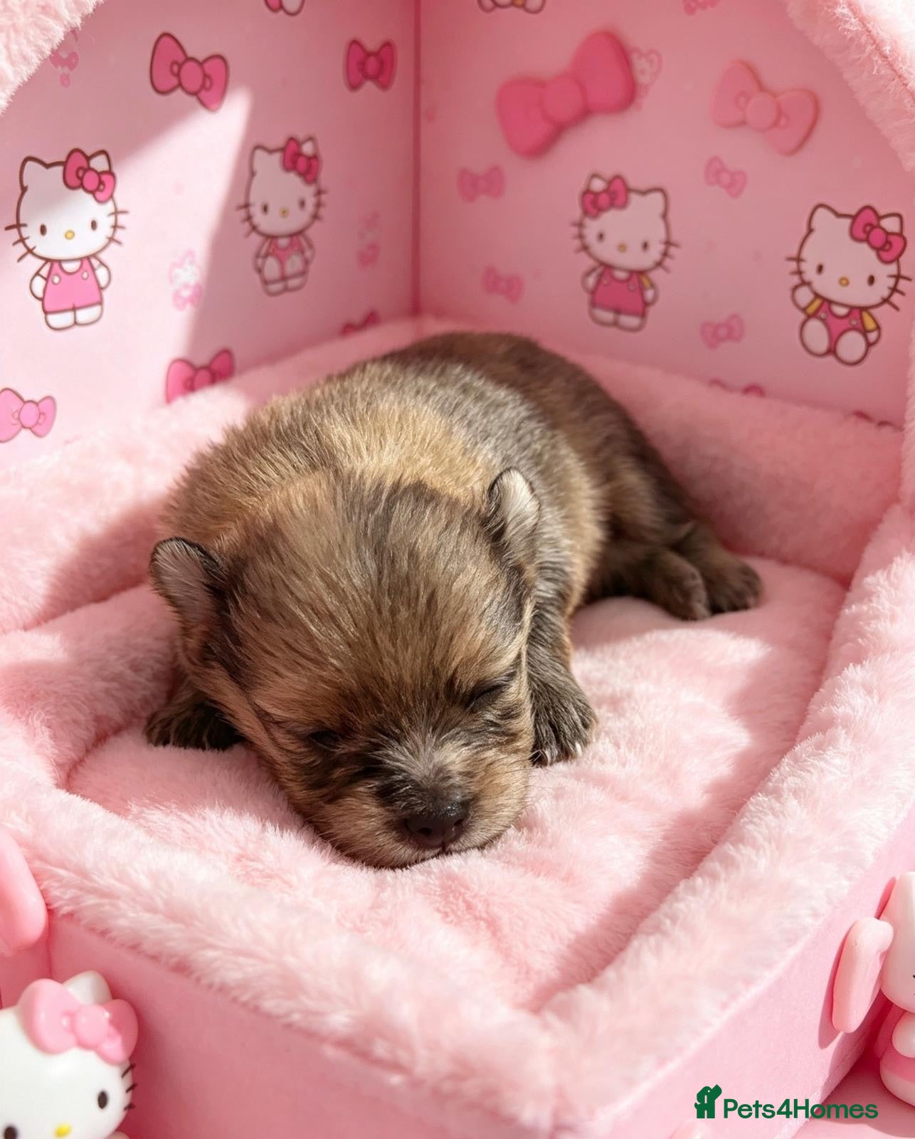 Pomeranian dogs ✨Super Rare Fluffy Poms🐾🐶✨💜🤎🩶🩵 - Advert 2