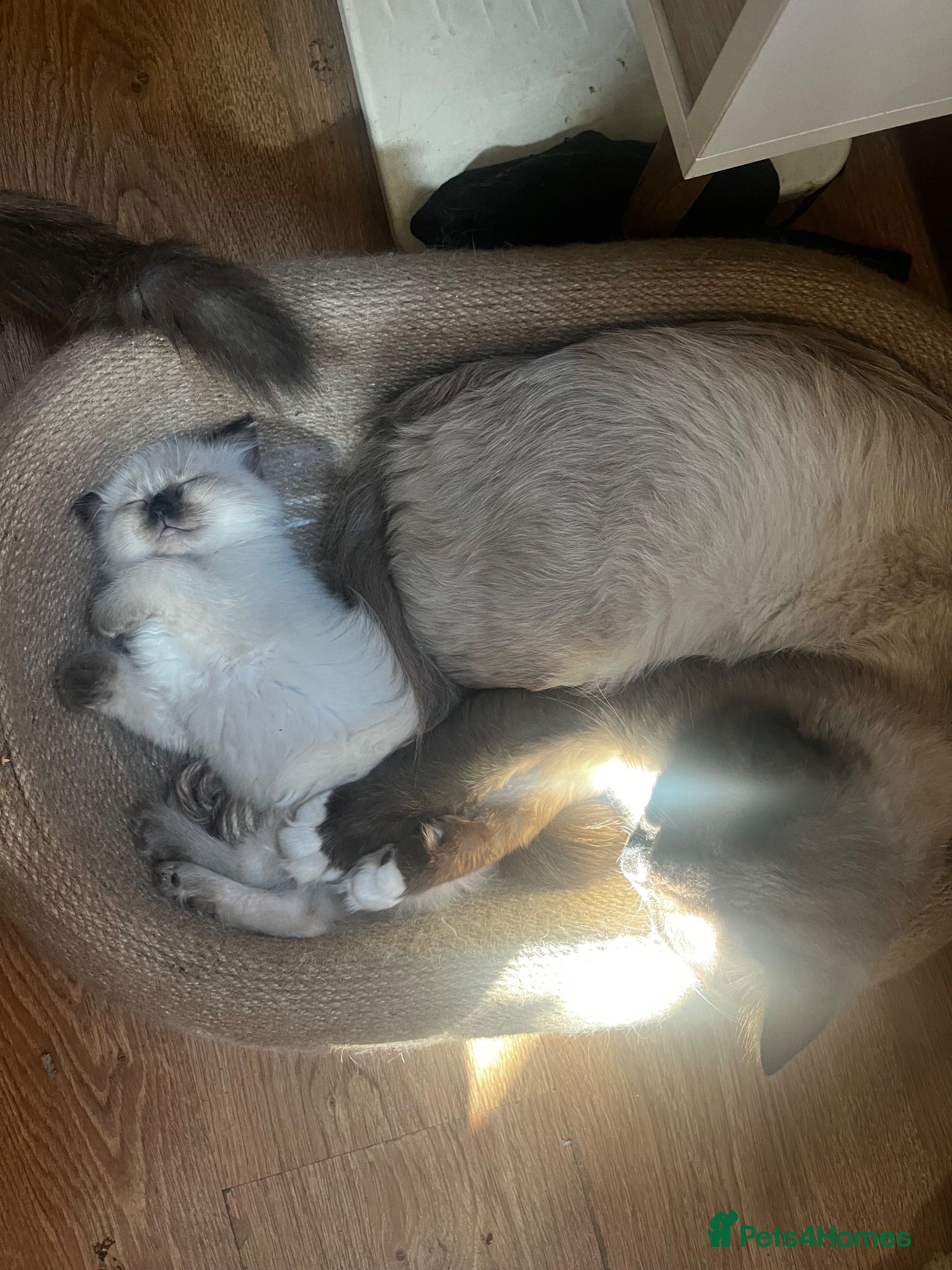 Ragdoll cats 5 😻 beautiful pure ragdoll Kittens  - Advert 2