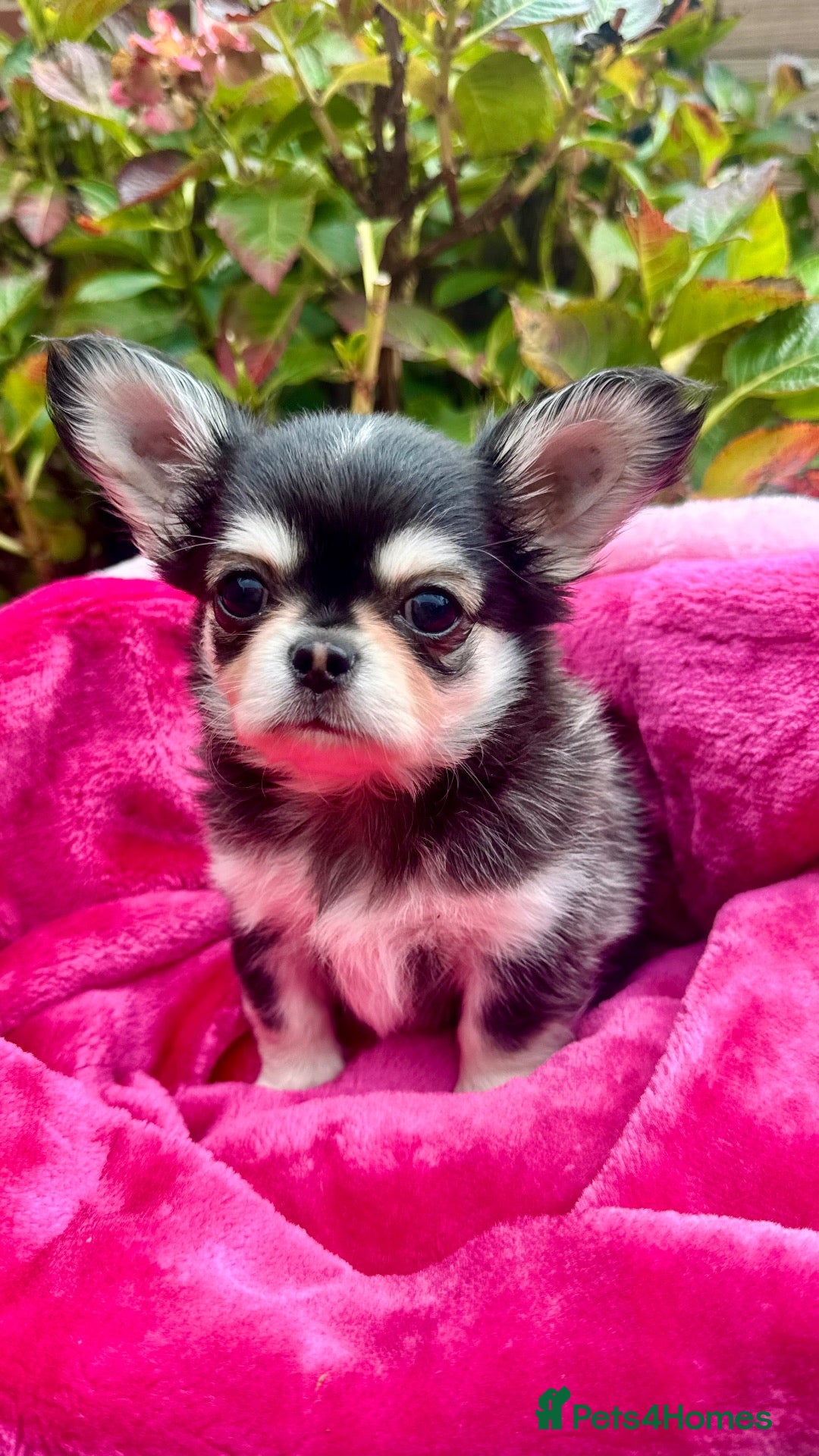 Chihuahua dogs 🤎🐾🖤Exotic LC RKC Husky Marking Boys🖤🐾🤎 - Advert 1