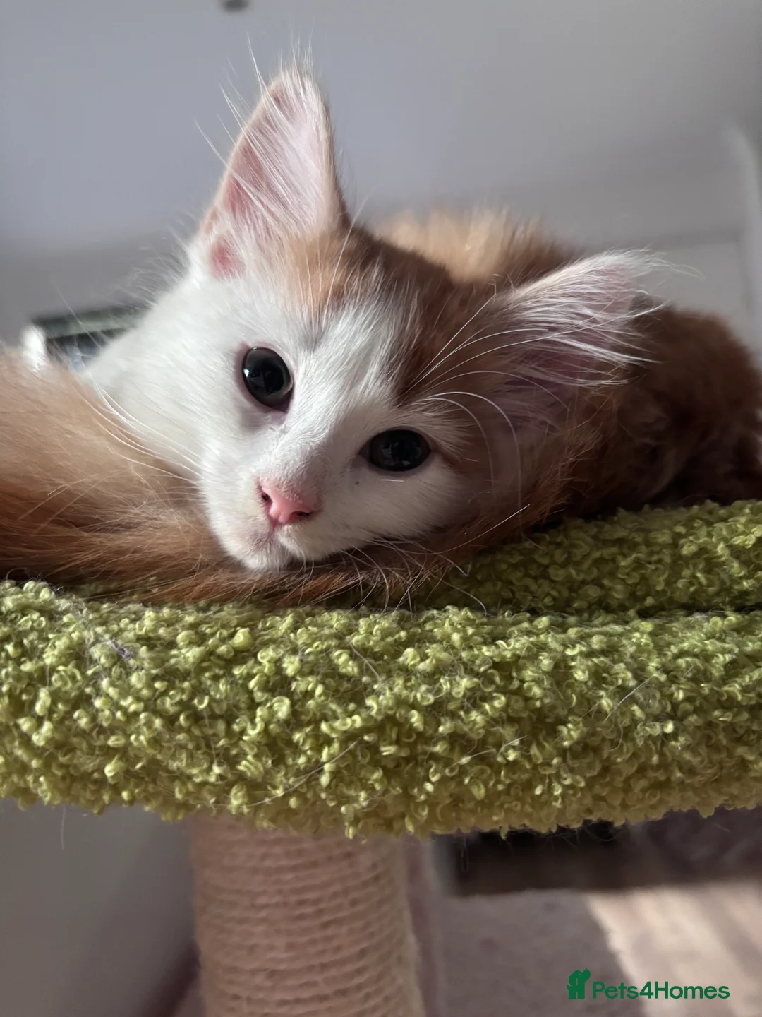 Domestic Shorthair cats for sale: UPDATE 2nd February 1 ginger and white boy left - Advert 35
