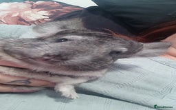 Chinchilla rodents for sale: Chinchilla male and female - Image 3