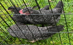 Chickens poultry for sale: Aracana hybrid green egg layers chickens - Image 13